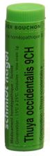 SN Thuya occidentalis Glob CH 9 1 g, Hauptbild