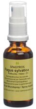 Spagyros Gemmo Fagus sylvatica Glyc Maz D 1 30 ml, Hauptbild