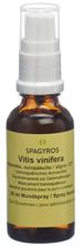 Spagyros Gemmo vitis vinifera mac glyc 1 D 30 ml, image principale