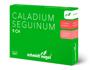 SN Caladium seguinum Glob CH 9 5 x 1 g, Hauptbild