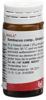 Wala Sambucus comp Glob Fl 20 g, Hauptbild